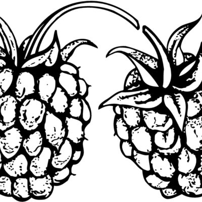 FRUIT032 Thumbnail